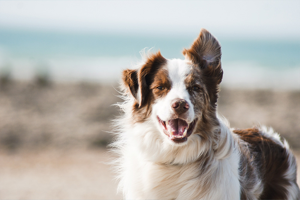 The Best Dog Friendly Activities in Perth